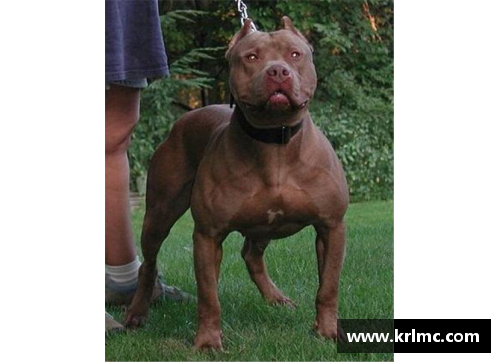 8868体育能轻松战胜比特犬的“狗”，却被外国人当宠物，网友看得瑟瑟发抖！